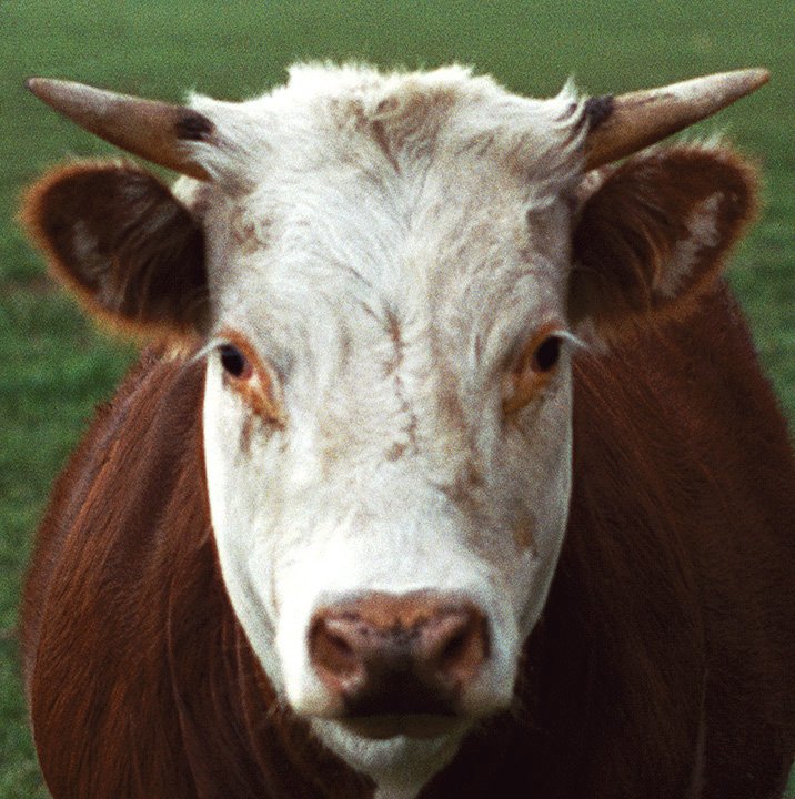 cow portrait