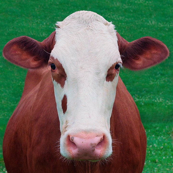 cow portrait