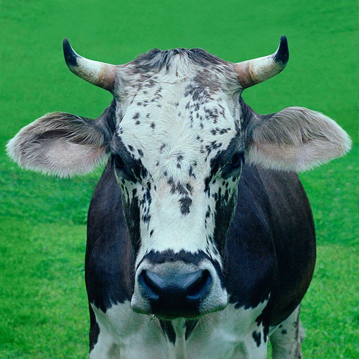 cow portrait