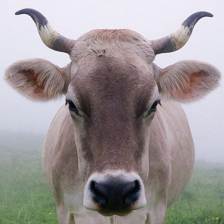 cow portrait