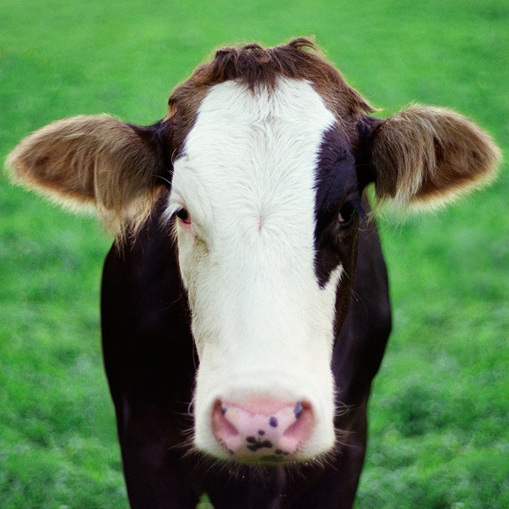 cow portrait