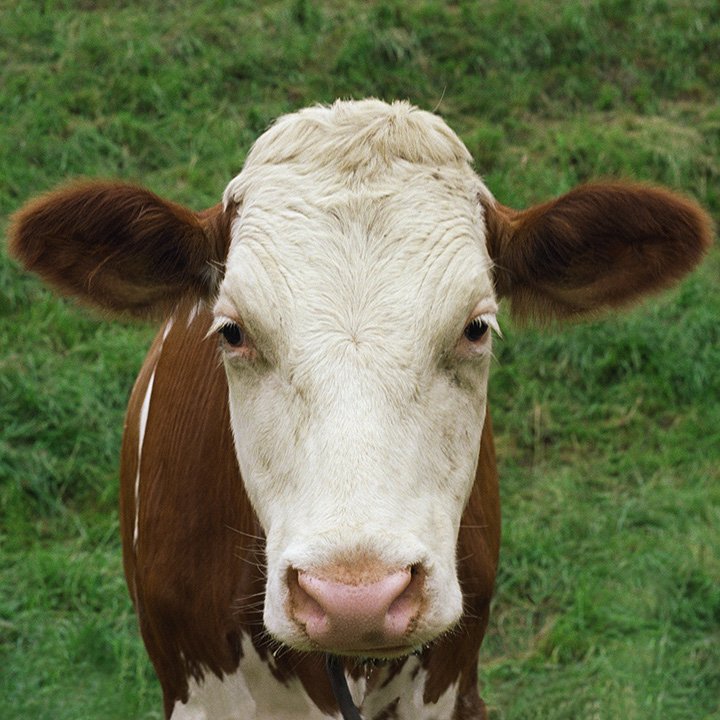 cow portrait