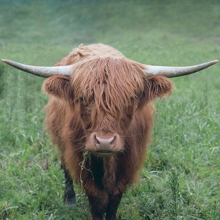 cow portrait