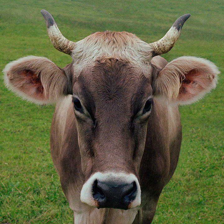 cow portrait