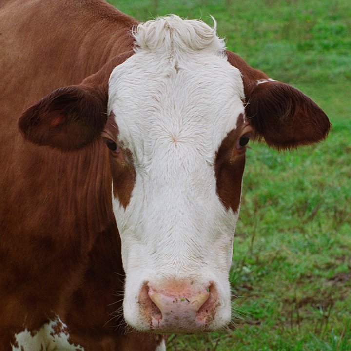 cow portrait