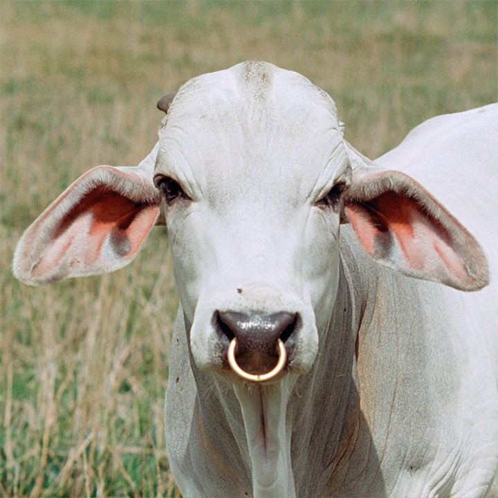 cow portrait
