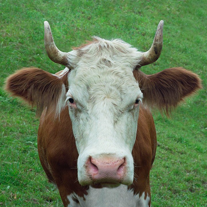 cow portrait