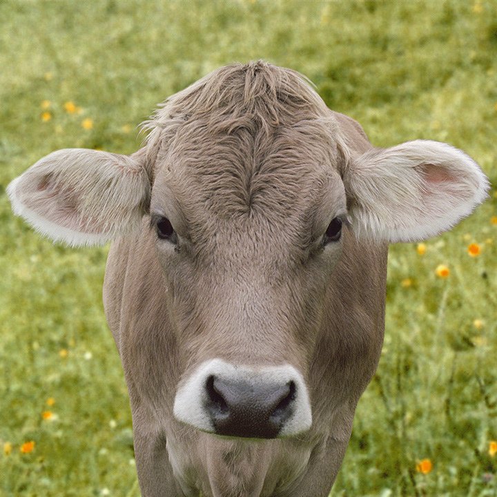 cow portrait