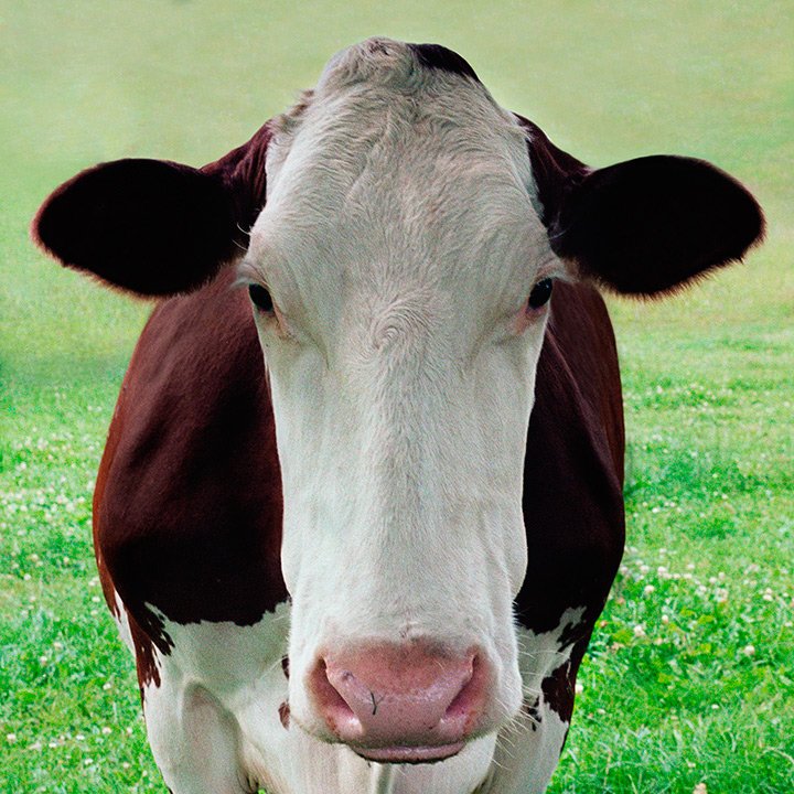 cow portrait