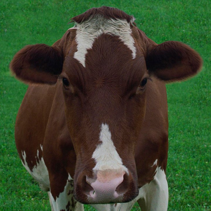 cow portrait