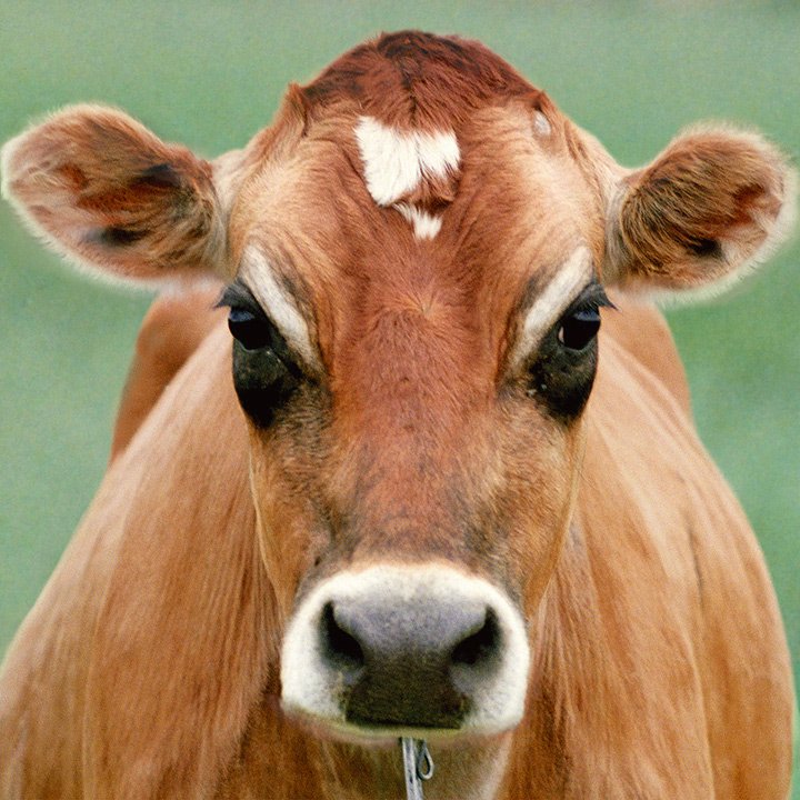 cow portrait
