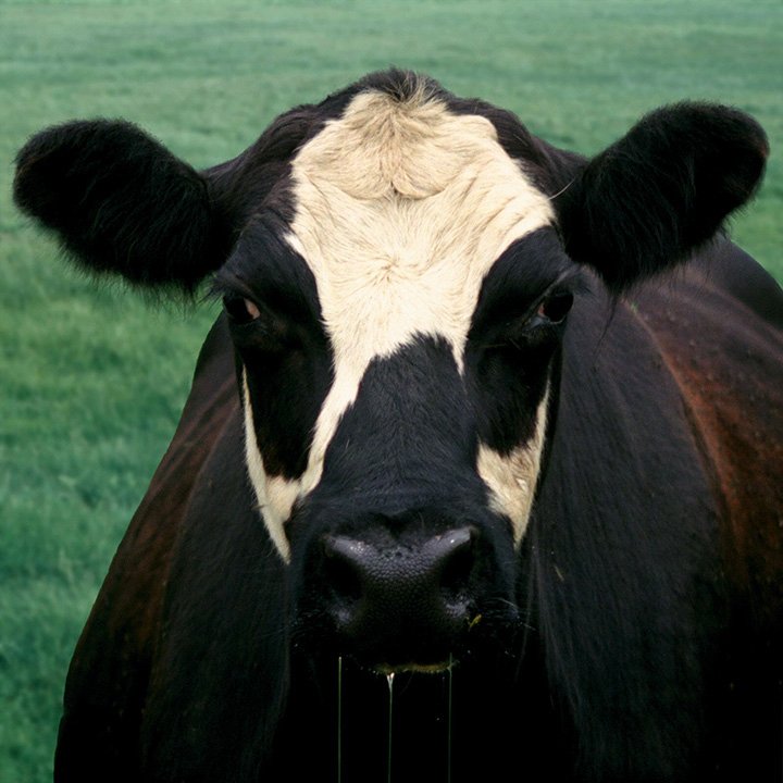cow portrait
