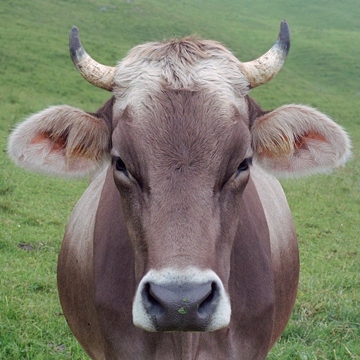 cow portrait