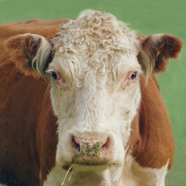 cow portrait