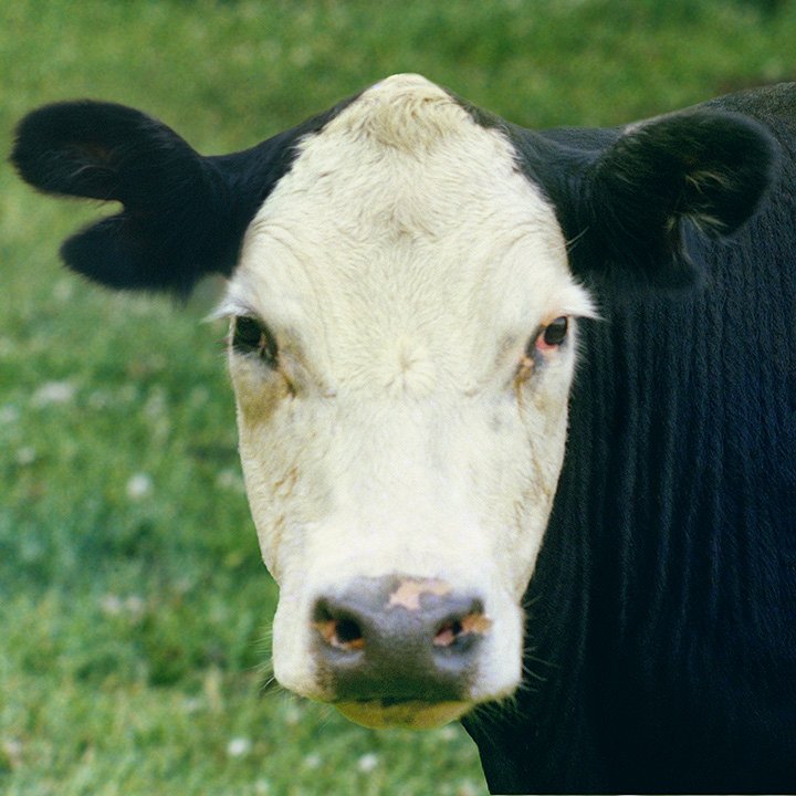 cow portrait