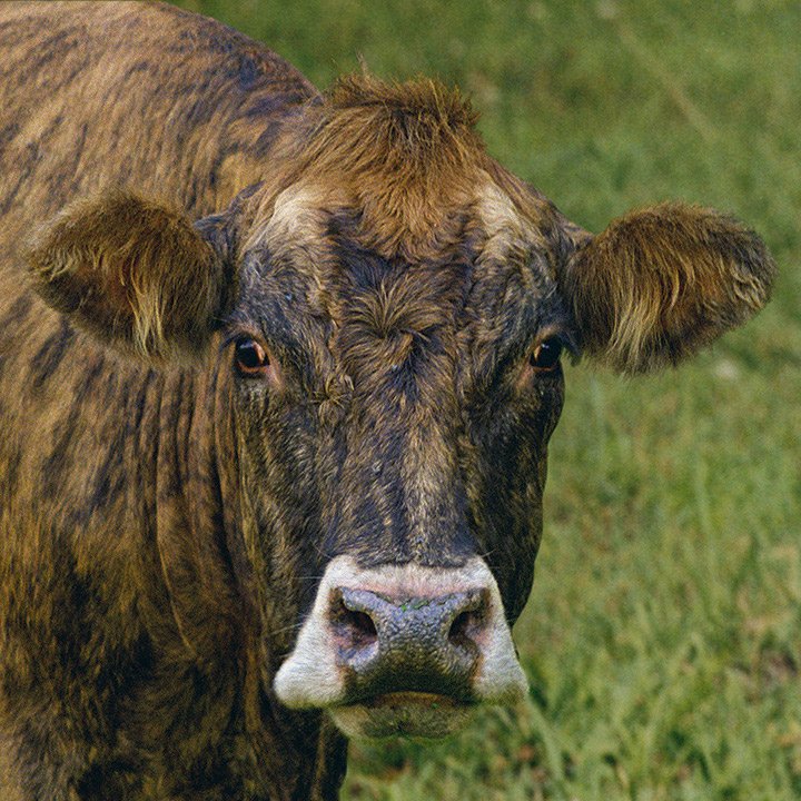 cow portrait