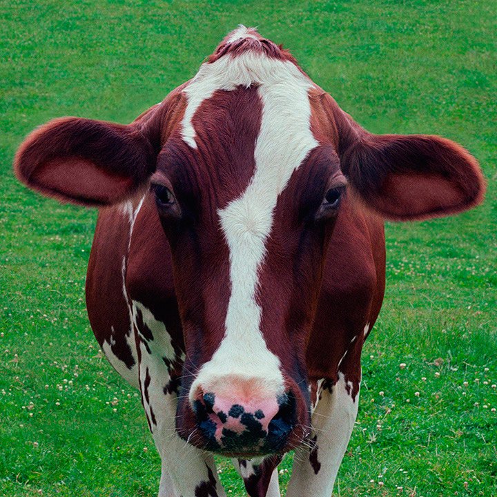 cow portrait